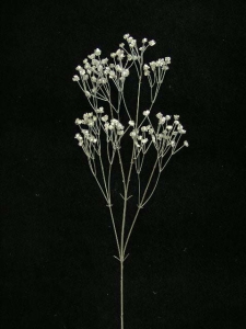 Gypsophilia Spray, Metallic Silver, Artificial Silk Flower (lot of 24)