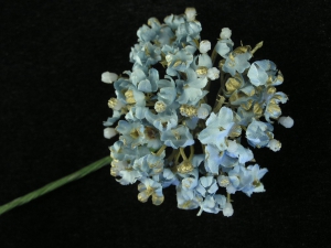 Gypsophilia Pick, Blue with Gold, Artificial Silk Flower (lot of 12)