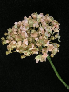 Gypsophilia Pick, Peach with Gold, Artificial Silk Flower (lot of 12)