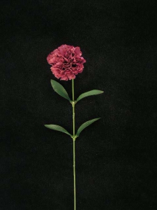 Carnation, dark mauve (lot of 36)