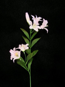 Tiger Lily, light pink (lot of 24)