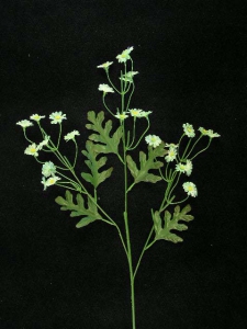 Mini Daisy Spray, seafoam green, Artificial Silk Flower (lot of 24)