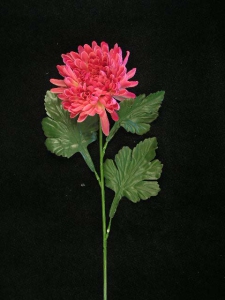 Single Fuji Mum, hot pink (lot of 12)