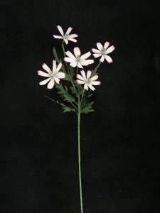 Daisy, lilac (lot of 12)