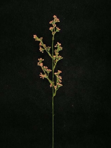 Flocked Statice Spray, mauve, Artificial Silk Flower (lot of 36)