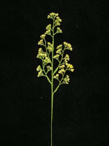 Flocked Statice Spray, yellow, Artificial Silk Flower (lot of 36)