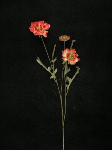 Dried Poppy, salmon-cream, Artificial Silk Flower (lot of 12)