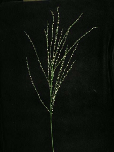 Hand Wrap Branch Spray, pink, Artificial Silk Flower (lot of 12)