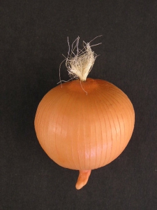 Artificial Onion (lot of 6)