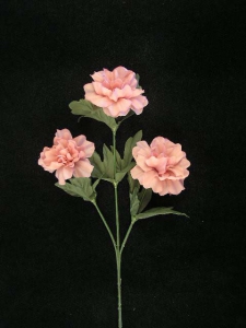 Peony, mauve (lot of 12)