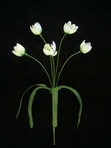 Crocus x5, white (lot of 12)