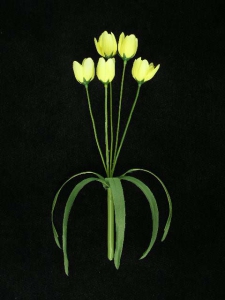 Crocus, yellow (lot of 12)